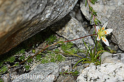 Saxifraga bryoides (C304216) Saxifraga bryoides (C304216)