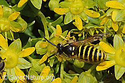Waldwespe (Dolichovespula sylvestris) auf Bewimpertem Steinbrech (Saxifraga aizoides) (C304238) Waldwespe (Dolichovespula sylvestris) auf Bewimpertem Steinbrech (Saxifraga aizoides) (C304238)