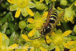 Waldwespe (Dolichovespula sylvestris) auf Bewimpertem Steinbrech (Saxifraga aizoides) (C304239) Waldwespe (Dolichovespula sylvestris) auf Bewimpertem Steinbrech (Saxifraga aizoides) (C304239)