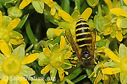 Waldwespe (Dolichovespula sylvestris) auf Bewimpertem Steinbrech (Saxifraga aizoides) (C304241) Waldwespe (Dolichovespula sylvestris) auf Bewimpertem Steinbrech (Saxifraga aizoides) (C304241)