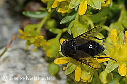 Hybomitra caucasica (Bremse) auf Bewimpertem Steinbrech (Saxifraga aizoides) (C304242) Hybomitra caucasica (Bremse) auf Bewimpertem Steinbrech (Saxifraga aizoides) (C304242)