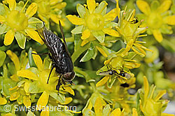 Hybomitra caucasica (Bremse) auf Bewimpertem Steinbrech (Saxifraga aizoides) (C304245) Hybomitra caucasica (Bremse) auf Bewimpertem Steinbrech (Saxifraga aizoides) (C304245)