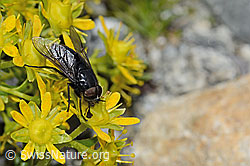Hybomitra caucasica (Bremse) auf Bewimpertem Steinbrech (Saxifraga aizoides) (C304249) Hybomitra caucasica (Bremse) auf Bewimpertem Steinbrech (Saxifraga aizoides) (C304249)