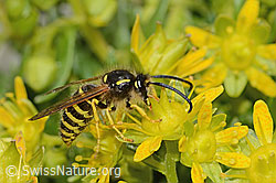 Waldwespe (Dolichovespula sylvestris) auf Bewimpertem Steinbrech (Saxifraga aizoides) (C304251) Waldwespe (Dolichovespula sylvestris) auf Bewimpertem Steinbrech (Saxifraga aizoides) (C304251)