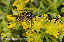 Waldwespe (Dolichovespula sylvestris) auf Bewimpertem Steinbrech (Saxifraga aizoides) (C304254) Waldwespe (Dolichovespula sylvestris) auf Bewimpertem Steinbrech (Saxifraga aizoides) (C304254)