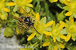 Waldwespe (Dolichovespula sylvestris) auf Bewimpertem Steinbrech (Saxifraga aizoides) (C304255) Waldwespe (Dolichovespula sylvestris) auf Bewimpertem Steinbrech (Saxifraga aizoides) (C304255)