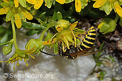 Waldwespe (Dolichovespula sylvestris) auf Bewimpertem Steinbrech (Saxifraga aizoides) (C304256) Waldwespe (Dolichovespula sylvestris) auf Bewimpertem Steinbrech (Saxifraga aizoides) (C304256)