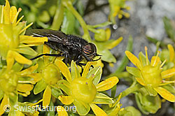 Hybomitra caucasica (Bremse) auf Bewimpertem Steinbrech (Saxifraga aizoides) (C304265) Hybomitra caucasica (Bremse) auf Bewimpertem Steinbrech (Saxifraga aizoides) (C304265)