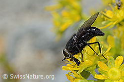 Hybomitra caucasica (Bremse) auf Bewimpertem Steinbrech (Saxifraga aizoides) (C304269) Hybomitra caucasica (Bremse) auf Bewimpertem Steinbrech (Saxifraga aizoides) (C304269)