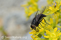 Hybomitra caucasica (Bremse) auf Bewimpertem Steinbrech (Saxifraga aizoides) (C304270) Hybomitra caucasica (Bremse) auf Bewimpertem Steinbrech (Saxifraga aizoides) (C304270)