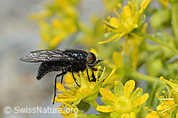 Hybomitra caucasica (Bremse) auf Bewimpertem Steinbrech (Saxifraga aizoides) (C304272) Hybomitra caucasica (Bremse) auf Bewimpertem Steinbrech (Saxifraga aizoides) (C304272)