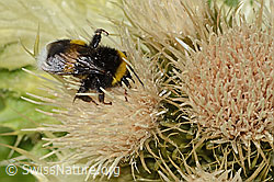 Heide-Erdhummel (Bombus cryptarum) auf Alpen-Kratzdistel (Cirsium spinosissimum) (C304288)