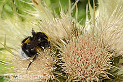 Heide-Erdhummel (Bombus cryptarum) auf Alpen-Kratzdistel (Cirsium spinosissimum) (C304289)