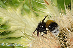 Heide-Erdhummel (Bombus cryptarum) auf Alpen-Kratzdistel (Cirsium spinosissimum) (C304290)