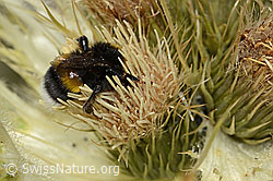 Heide-Erdhummel (Bombus cryptarum) auf Alpen-Kratzdistel (Cirsium spinosissimum) (C304297)
