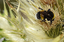 Heide-Erdhummel (Bombus cryptarum) auf Alpen-Kratzdistel (Cirsium spinosissimum) (C304299)