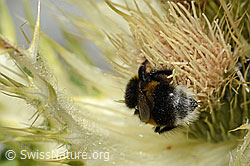 Heide-Erdhummel (Bombus cryptarum) auf Alpen-Kratzdistel (Cirsium spinosissimum) (C304303)