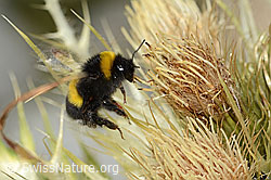 Alpen-Kratzdistel (Cirsium spinosissimum)