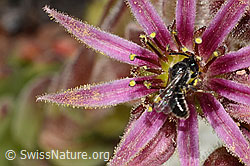 Verkannte Maskenbiene (Hylaeus confusus) auf Berg-Hauswurz (Sempervivum montanum) (C304342) Verkannte Maskenbiene (Hylaeus confusus) auf Berg-Hauswurz (Sempervivum montanum) (C304342)