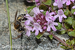 Alpen-Seidenbiene (Colletes impunctatus) auf Vielhaariger Thymian (Thymus praecox ssp. polytrichus) (08.2024, C304352)
