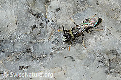 Verkannte Maskenbiene (Hylaeus confusus) (08.2024, C304363)