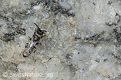 Hylaeus confusus (C304365)