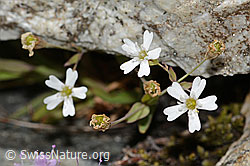 Silene rupestris (C304371)