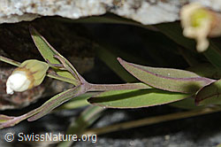 Silene rupestris (C304374)