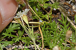 Silene rupestris (C304375)