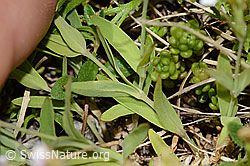 Silene rupestris (C304376)