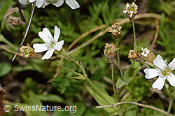 Silene rupestris (C304378)