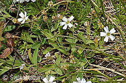 Silene rupestris (C304380)