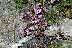Vielhaariger Thymian (Thymus praecox ssp. polytrichus) (08.2024, C304382)