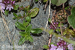 Vielhaariger Thymian (Thymus praecox ssp. polytrichus) (08.2024, C304383)