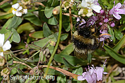 Pyrenäenhummel (Bombus pyrenaeus) auf Vielhaarigem Thymian (Thymus praecox ssp. polytrichus) (08.2024, C304385)