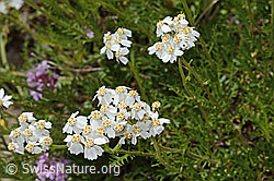 Moschus-Schafgarbe (Achillea erba-rotta ssp. moschata) (08.2024, C304395)