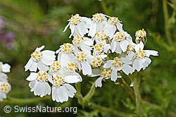 Moschus-Schafgarbe (Achillea erba-rotta ssp. moschata) (08.2024, C304400)