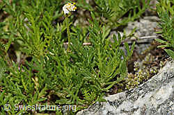Achillea erba-rotta ssp. moschata (C304401)