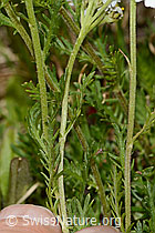 Achillea erba-rotta ssp. moschata (C304402)