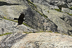 Alpendohle (Pyrrhocorax graculus) (08.2024, C304403)