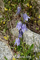 Bärtige Glockenblume (Campanula barbata) (C304405) Bärtige Glockenblume (Campanula barbata) (C304405)