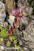 Berg-Hauswurz (Sempervivum montanum) (C304410) Berg-Hauswurz (Sempervivum montanum) (C304410)