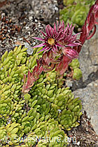 Berg-Hauswurz (Sempervivum montanum) (C304411) Berg-Hauswurz (Sempervivum montanum) (C304411)