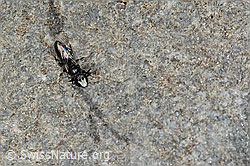 Hylaeus confusus (C304415)