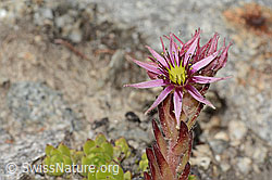 Berg-Hauswurz (Sempervivum montanum) (C304420) Berg-Hauswurz (Sempervivum montanum) (C304420)
