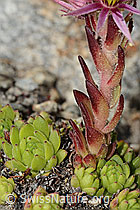 Berg-Hauswurz (Sempervivum montanum) (C304421) Berg-Hauswurz (Sempervivum montanum) (C304421)