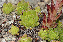 Berg-Hauswurz (Sempervivum montanum) (C304422) Berg-Hauswurz (Sempervivum montanum) (C304422)