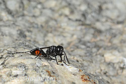 Photo: Podalonia alpina