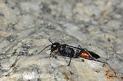 Photo: Podalonia alpina