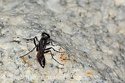 Photo: Podalonia alpina